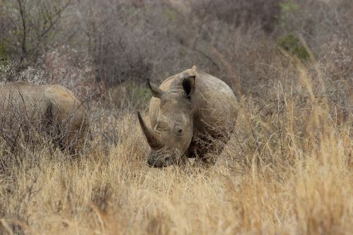 south africa pilanesberg rhino