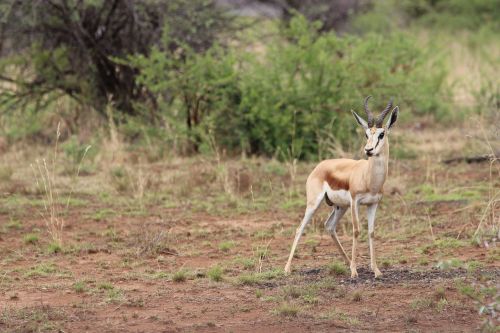 south africa pilanesberg national park