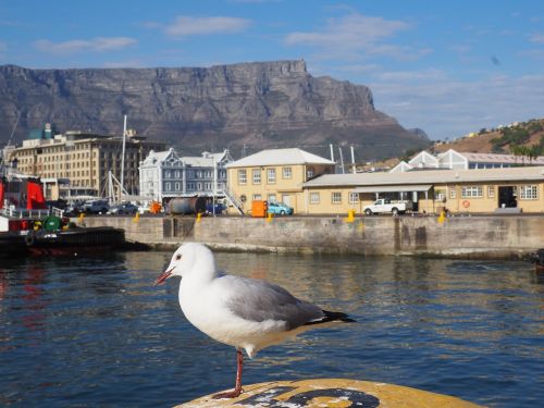 south africa cape town seagull