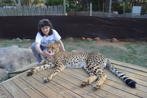 south africa lions park cheetah