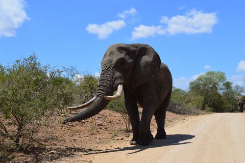 south africa kruger park elephant