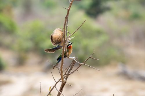 south africa forest bird