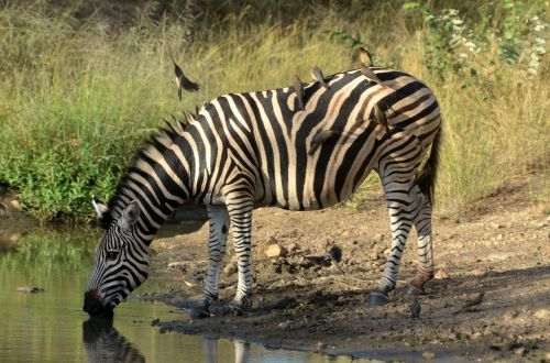 south africa zebra kruger