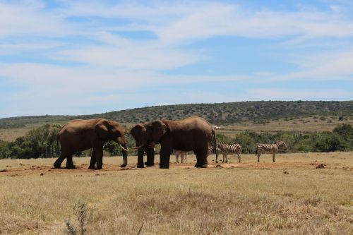 south africa park elephant