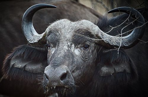 south africa buffalo wild animal