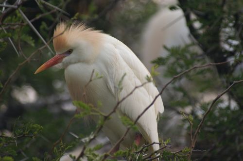 south africa bird animal