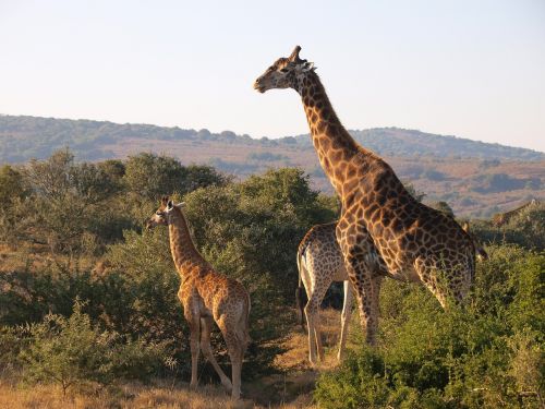 south africa national park giraffe