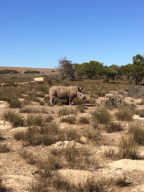 south africa  rhino  wilderness