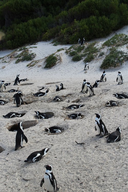 south áfrica  cape town  penguin
