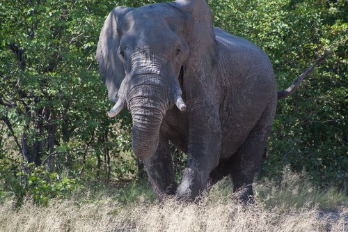 south africa  elephant  safari