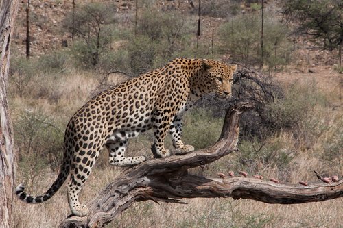 south africa  leopard  wilderness