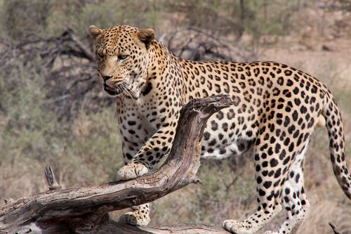 south africa  leopard  wilderness