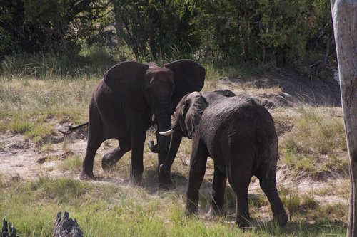 south africa  safari  elephant