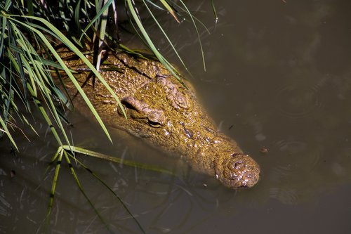 south africa  water  crocodile