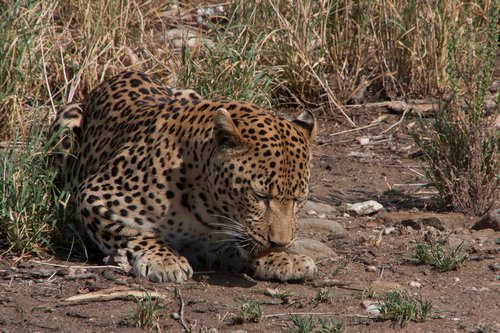 south africa  wild animal  leopard