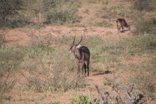 south africa  antelope  safari