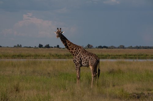 south africa  safari  nature