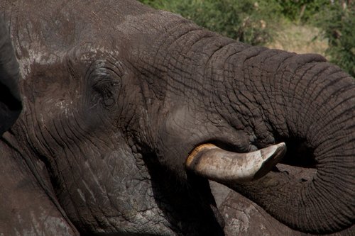 south africa  animal  pachyderm