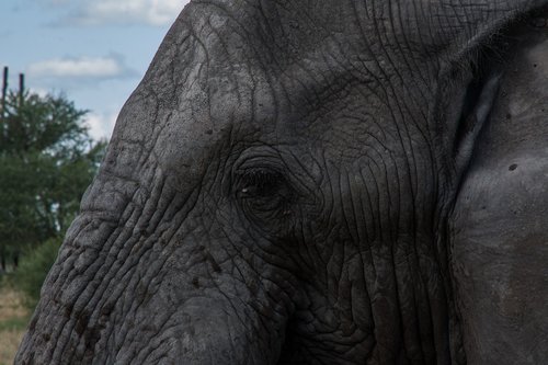 south africa  animal  pachyderm