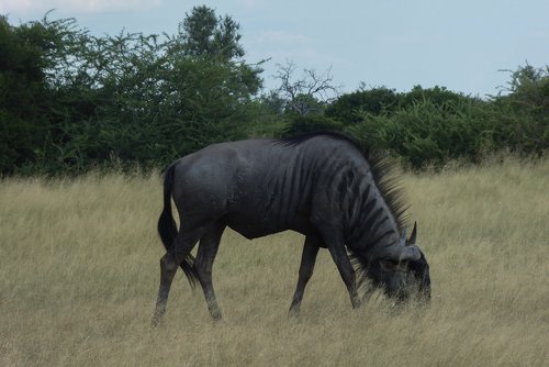 south africa  gnu  animal