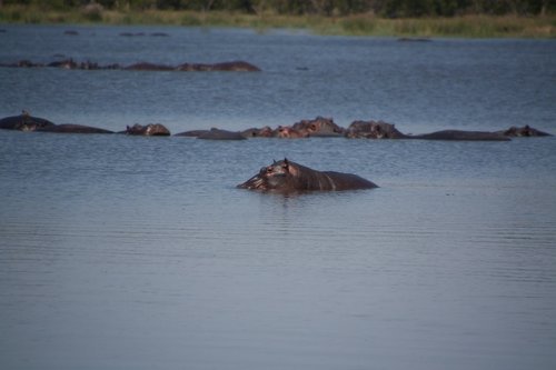 south africa  hippo  water