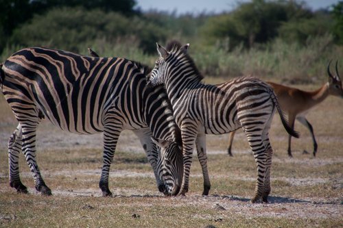 south africa  zebra  animal