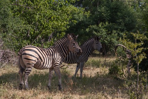 south africa  zebra  animal