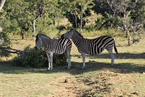 south africa  zebra  wild animal