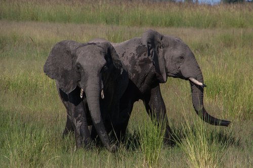 south africa  elephant  safari