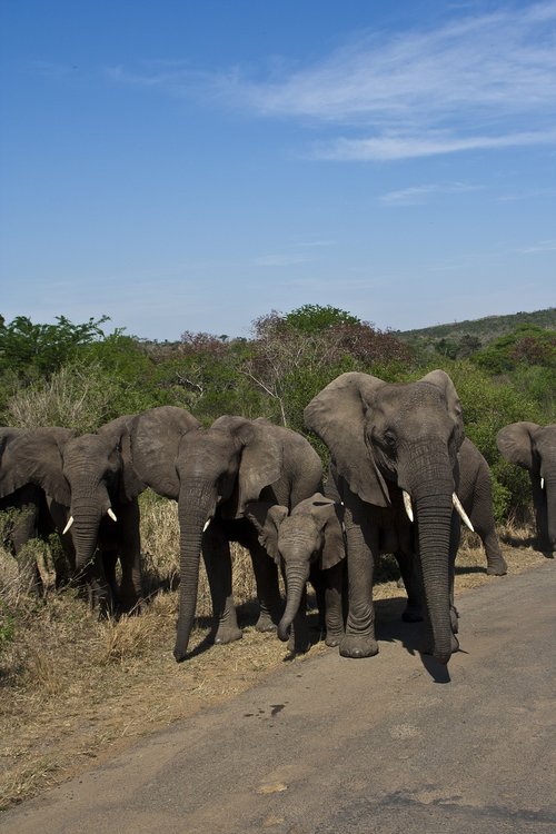 south africa  national park  elephant