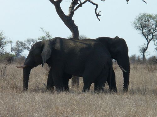 south africa kruger park elephant