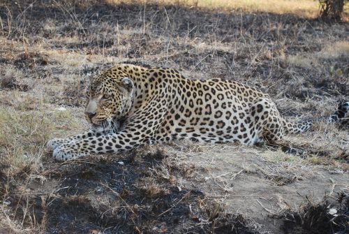 south africa wild animals animal world