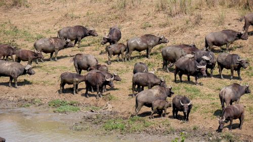 south africa hluhluwe buffalo herd