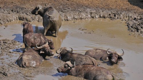 south africa buffalo herd animals