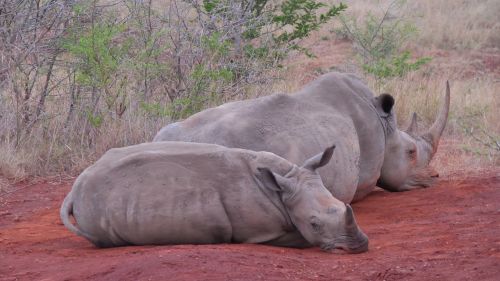 south africa hluhluwe rhino