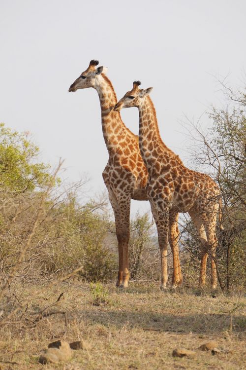 south africa hluhluwe giraffe