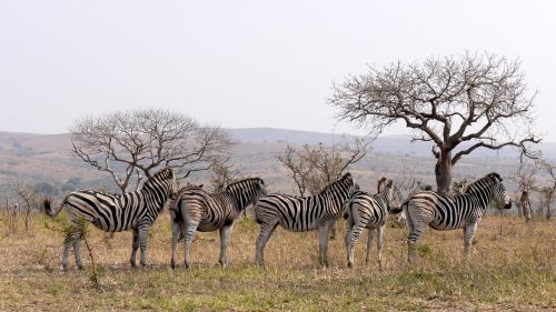 south africa hluhluwe zebras