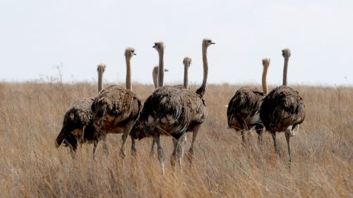 south africa ostrich bird wildlife photography