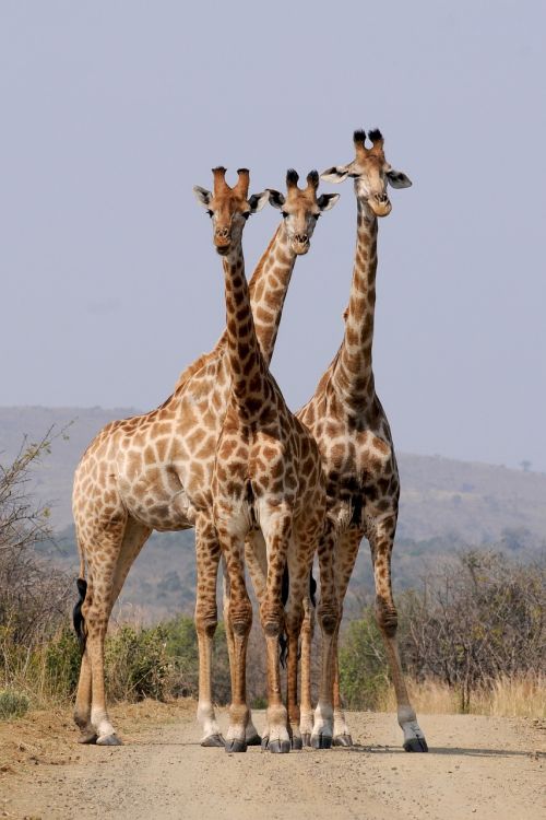 south africa hluhluwe giraffes