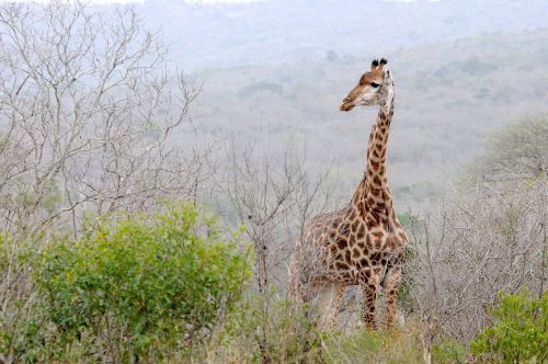 south africa hluhluwe giraffe