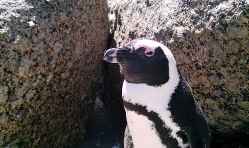 south africa boulders beach penguin