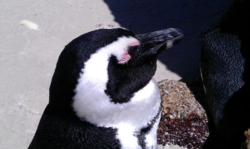 south africa boulders beach penguin