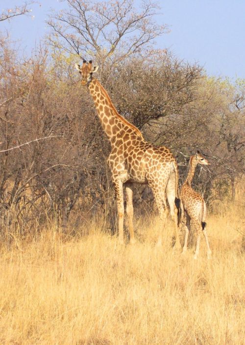 south africa park animal