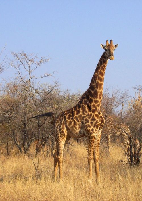 south africa park animal