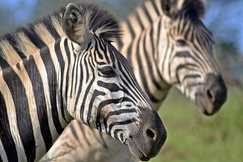 south african wildlife  umfolozi game reserve  zebra