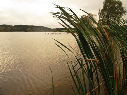 south bohemia lake reeds