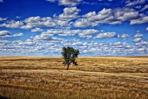 south dakota tree sky