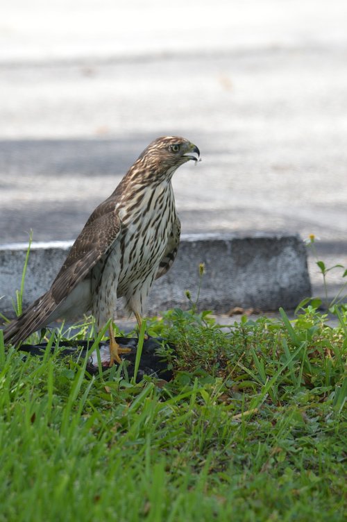 south florida hawk  bird of prey  hawks