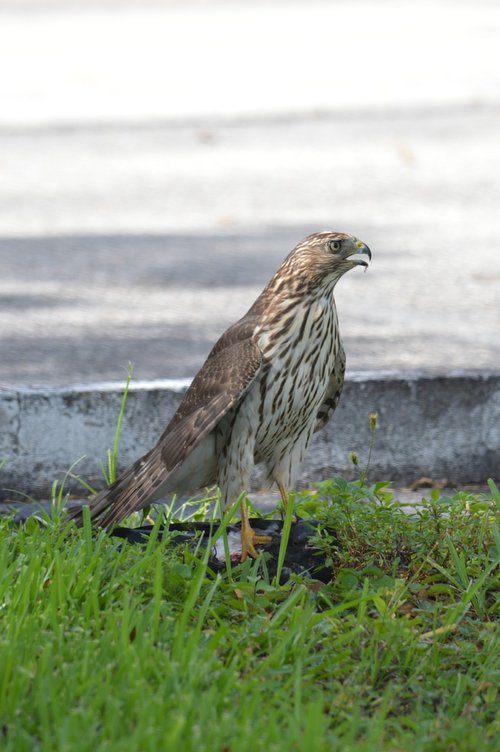 south florida hawk  bird of prey  hawks