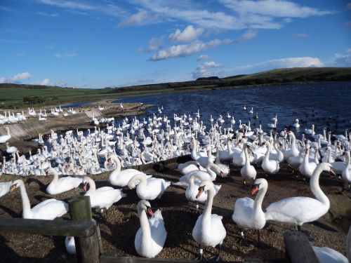 south gland dorset lyme regis